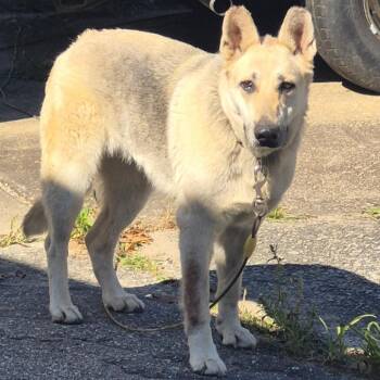 Shepherd Dogs Available for Adoption in Columbus, Georgia - 5/14/2026-Stray-EastBrittDavidRoad"Maggie" | PetCurious