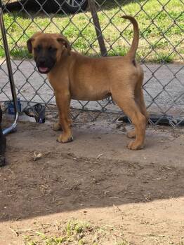 German Shepherd Dog Dogs Available for Adoption - Mighty | PetCurious