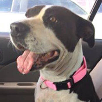 Claudia -  American Staffordshire Terrier Dog for Adoption in Phoenix, Arizona - Claudia | PetCurious