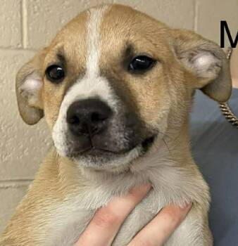 Labrador Retriever and Terrier Dogs Available for Adoption - MARK | PetCurious