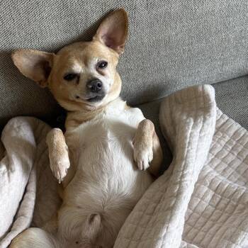 Chihuahua Dogs Available for Adoption in New York, New York - Herschel | PetCurious