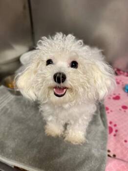 Luna -  Bolognese Dog for Adoption in Midland, Michigan - Luna | PetCurious