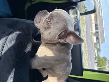 English Bulldog Dogs Available for Adoption in Grant-Valkaria, Florida - Charlie | PetCurious