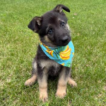 Bobby -  German Shepherd Dog Dog for Adoption in Mazon, Illinois - Bobby | PetCurious