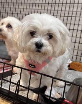 Lucy FH - Aloft Hotel DTO -  Maltese Dog for Adoption in Sanford, Florida - Lucy FH - Aloft Hotel DTO | PetCurious