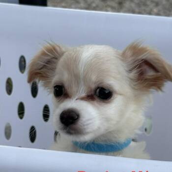 Rocket -  Chiweenie and Pomeranian Dog for Adoption - Rocket | PetCurious