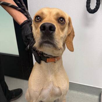 Sully -  Beagle and Yellow Labrador Retriever Dog for Adoption in Abilene, Texas - Sully | PetCurious