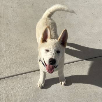 Rescue Husky and Mixed Breed Dogs for Adoption in Marshall, Virginia - Quito | PetCurious