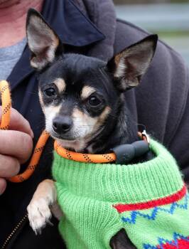 Rescue Chihuahua Dogs for Adoption in Millfield, Ohio - Bean | PetCurious