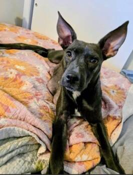 American Staffordshire Terrier and Australian Cattle Dog Blue Heeler Dogs Available for Adoption - Athena The Mixed Breed!  | PetCurious