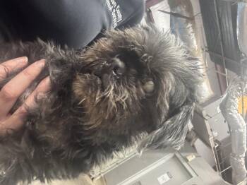 Shih Tzu Dogs Available for Adoption in Elizabethtown, North Carolina - Rocky | PetCurious