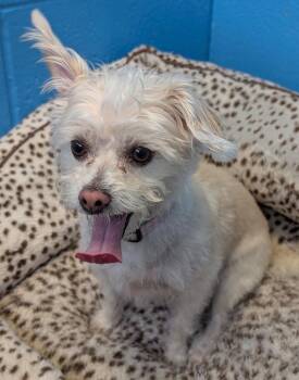 Abby -  Terrier Dog for Adoption in Defiance, Ohio - Abby | PetCurious