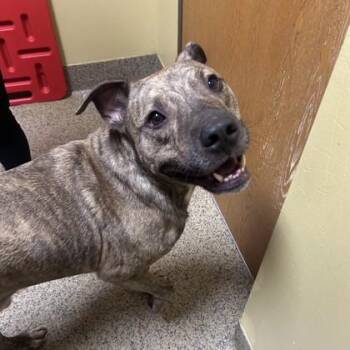 Rollo -  Mixed Breed Dog for Adoption in Merriam, Kansas - Rollo | PetCurious