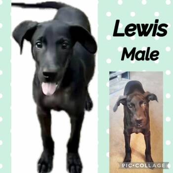Lewis -  Labrador Retriever Dog for Adoption in Manchester, Connecticut - Lewis | PetCurious