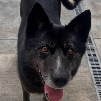 Letha -  Mixed Breed and Akita Dog for Adoption in Warren, Ohio - Letha | PetCurious