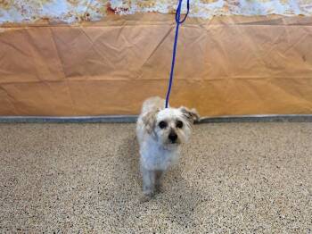LAZARO -  Poodle and Maltese Dog for Adoption in Doral, Florida - LAZARO | PetCurious