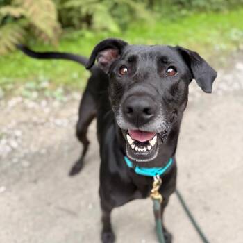 Stewie -  German Shepherd Dog and Mixed Breed Dog for Adoption in Bellingham, Washington - Stewie | PetCurious