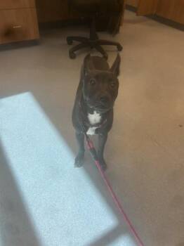 Pharaoh Hound and Mixed Breed Dogs Available for Adoption - CALI | PetCurious