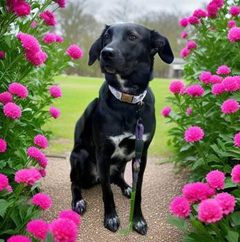Black Labrador Retriever Dogs Available for Adoption - Jasmine  | PetCurious