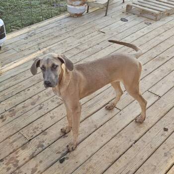 Great Dane Dogs Available for Adoption in Roanoke, Virginia - Harley | PetCurious