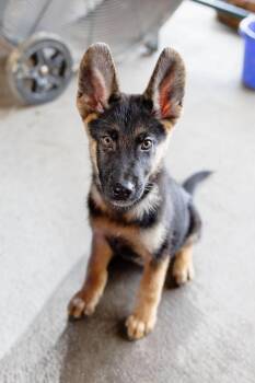 Fergus -  German Shepherd Dog Dog for Adoption in Lucas, Texas - Fergus | PetCurious