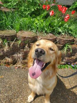 Golden Retriever Dogs Available for Adoption in Riverdale, Iowa - Wubbzy | PetCurious