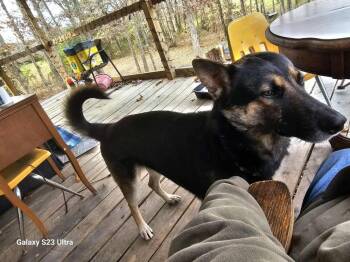 German Shepherd Dog Dogs Available for Adoption - Roscoe Darling | PetCurious
