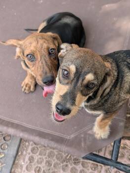 Pupper -  Dachshund Dog for Adoption in Palmhurst, Texas - Pupper | PetCurious