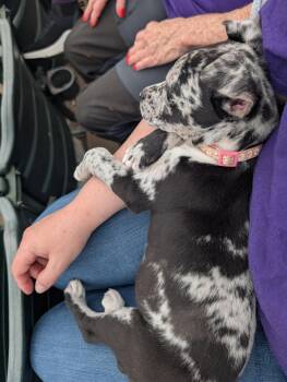 Catahoula Leopard Dog and American Bulldog Dogs Available for Adoption in Munford, Tennessee - TinkerBell | PetCurious