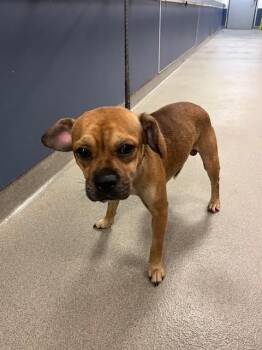 REN -  Beagle and Pug Dog for Adoption in Doral, Florida - REN | PetCurious
