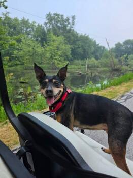 Lulu -  Miniature Pinscher Dog for Adoption in Merrillville, Indiana - Lulu | PetCurious