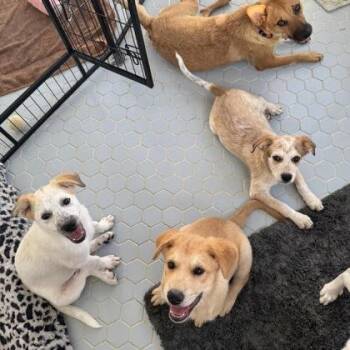 Heff -  Mixed Breed Dog for Adoption in Fort Worth, Texas - Heff | PetCurious