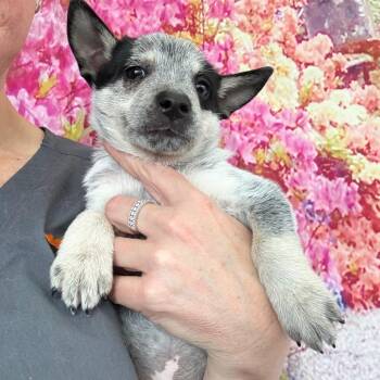 Australian Cattle Dog Blue Heeler Dogs Available for Adoption - Lilac | PetCurious