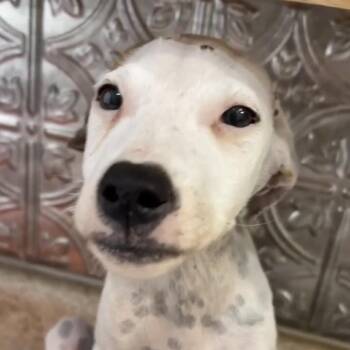 Cotton -  Pointer Dog for Adoption in Quakertown, Pennsylvania - Cotton | PetCurious