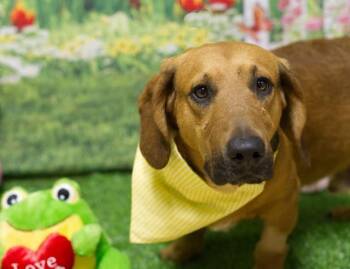 Basset Hound Dogs Available for Adoption in Petaluma, California - Manicotti | PetCurious