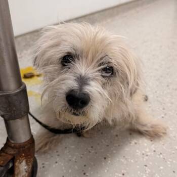 Maltese Dogs Available for Adoption in Indianapolis, Indiana - Banjo | PetCurious