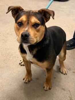 Barney -  Beagle and Pit Bull Terrier Dog for Adoption in Cleveland, Ohio - Barney | PetCurious