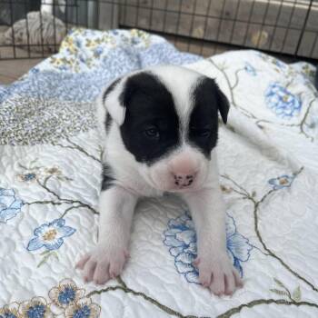 Border Collie Dogs Available for Adoption in Durango, Colorado - Harley | PetCurious
