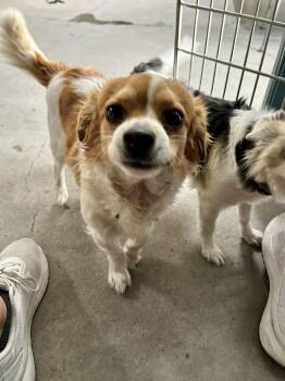 Chihuahua Dogs Available for Adoption - Brewin