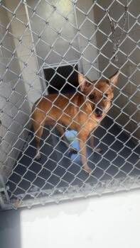 Ellie -  Australian Cattle Dog Blue Heeler Dog Available for Adoption in Tiger, Georgia - Ellie | PetCurious