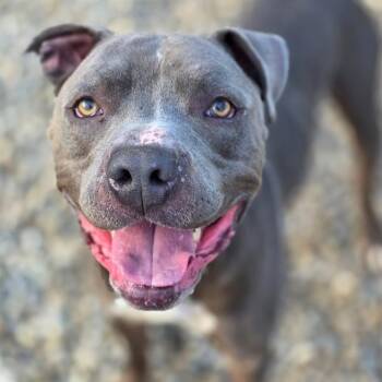 Pit Bull Terrier Dogs Available for Adoption in Indianapolis, Indiana - TITAN | PetCurious