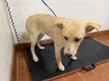 LEXI -  Labrador Retriever and Mixed Breed Dog for Adoption in Camarillo, California - LEXI | PetCurious