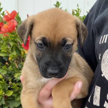 River -  German Shepherd Dog and Mixed Breed Dog Available for Adoption in Oceanside, California - River | PetCurious