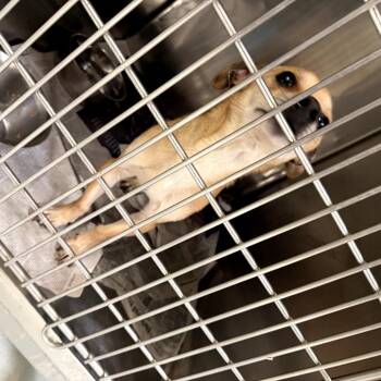 Snape -  Chihuahua Dog for Adoption in Northbrook, Illinois - Snape | PetCurious