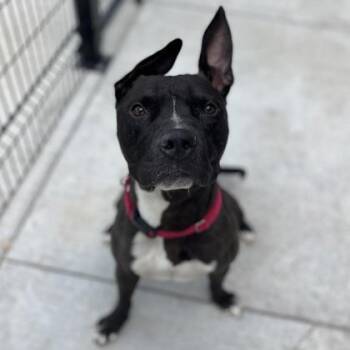 Moose -  Mixed Breed Dog for Adoption in Janesville, Wisconsin - Moose | PetCurious