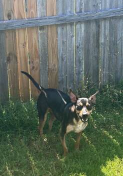 Rescue Miniature Pinscher and Terrier Dogs for Adoption in Shawnee, Oklahoma - Sophie | PetCurious