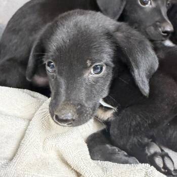 Madi -  Black Labrador Retriever and Mixed Breed Dog for Adoption in Parrish, Alabama - Madi | PetCurious