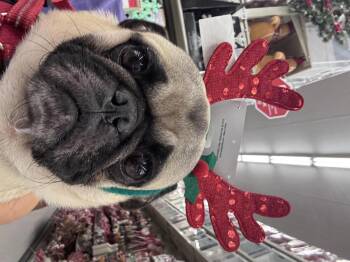 Rescue Pug Dogs for Adoption in Pflugerville, Texas - Percy | PetCurious