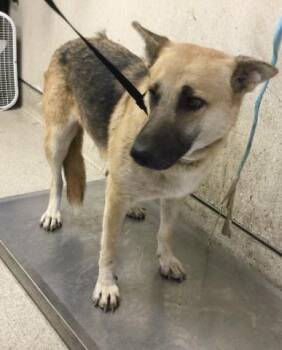 GIGI -  Pit Bull Terrier and German Shepherd Dog Dog for Adoption in Riverside, California - GIGI | PetCurious