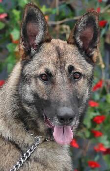 Gunner von Giessen -  German Shepherd Dog Dog for Adoption in Los Angeles, California - Gunner Von Giessen | PetCurious